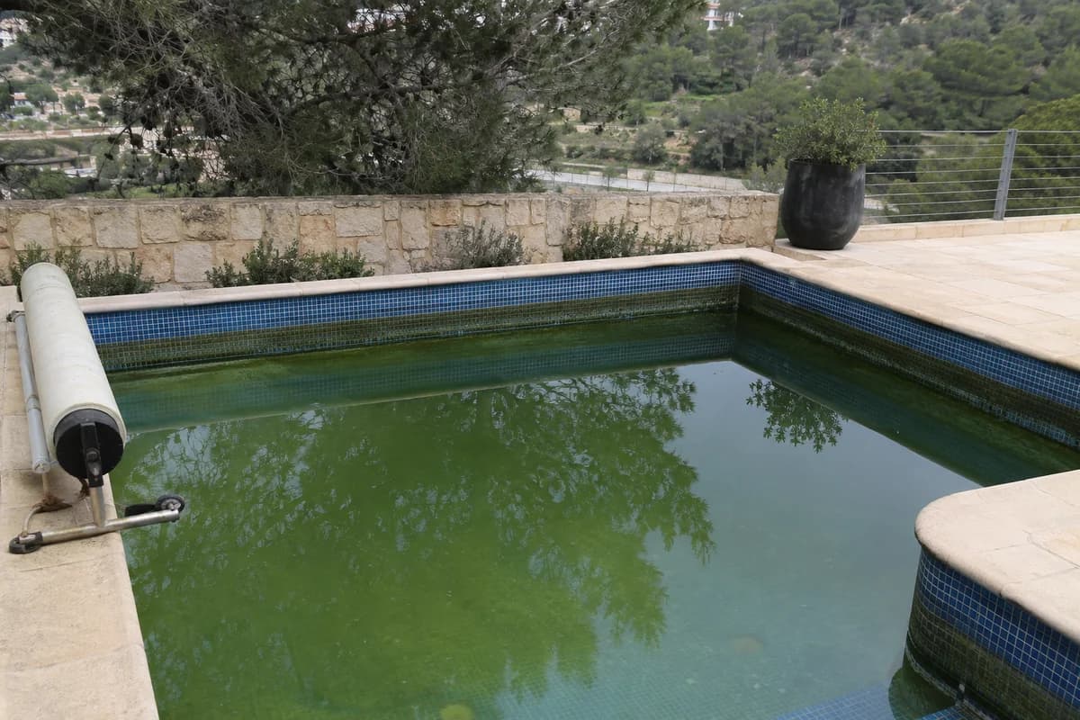 המחשה: בריכה עם מים ירוקים לפני טיפול