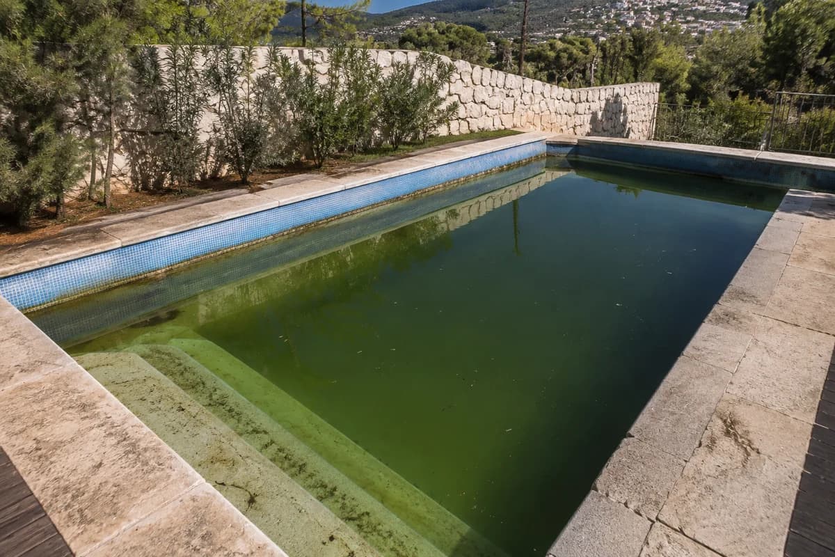 המחשה: בריכה עם מים ירוקים לפני טיפול